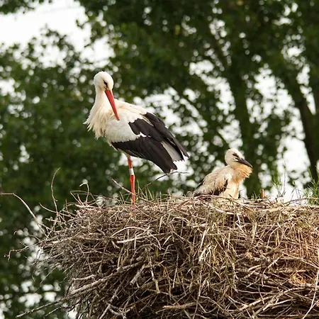 'water & Brood' *